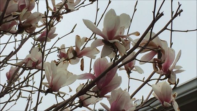Magnolia flower over a months growth смотреть онлайн