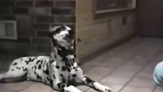 Говорящие собаки признаются в любви смотреть онлайн