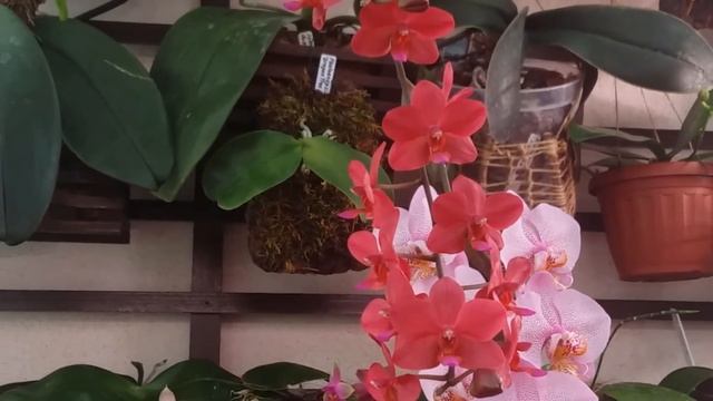 PHALAENOPSIS BUDDHA'S TREASURE - описание и особенности ухода смотреть онлайн