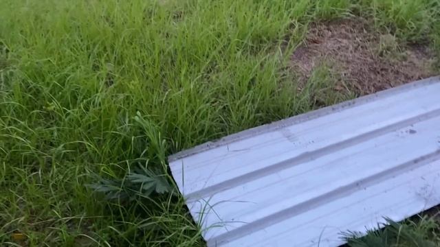 How to keep snakes away from your house! смотреть онлайн