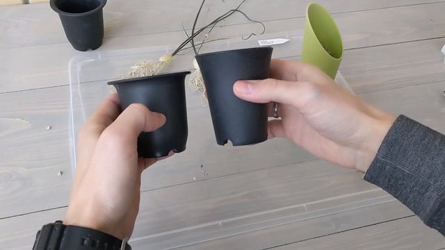 Albuca from seeds. First repotting. смотреть онлайн