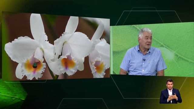 LA BELLEZA Y LA IMPORTANCIA DE NUESTRAS ORQUÍDEAS смотреть онлайн