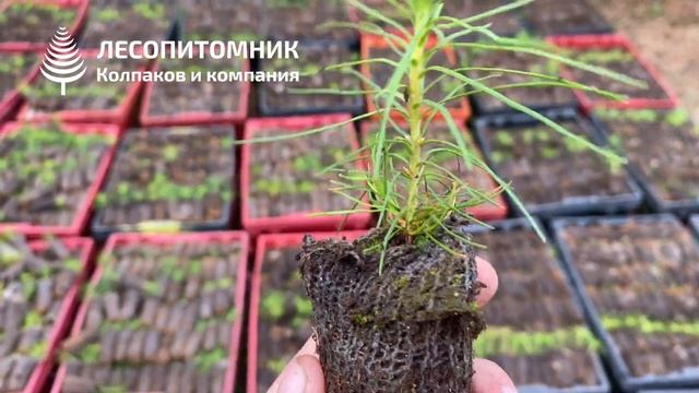 САЖЕНЦЫ СОСНЫ ЗКС в тканевом контейнере для лесовосстановения. Сосна с закрытой корневой системой. смотреть онлайн