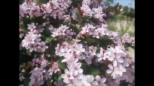 Перелётные бабочки Репейницы(Vanessa cardui) в городе!Кирьят-Ям.Израиль.Kiryat-Yam.Israel. смотреть онлайн