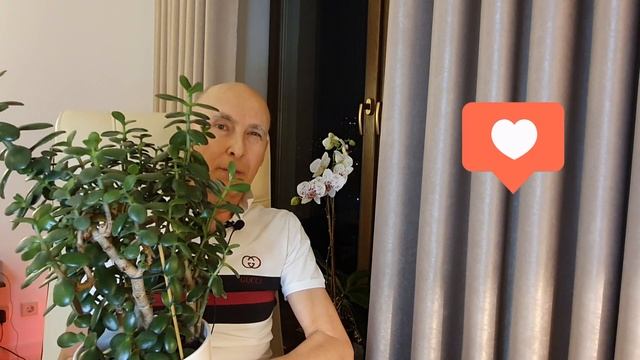 Что нужно денежному дереву для суперцветения смотреть онлайн