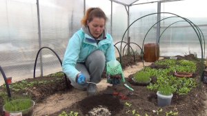 Готовим лунку для томатов