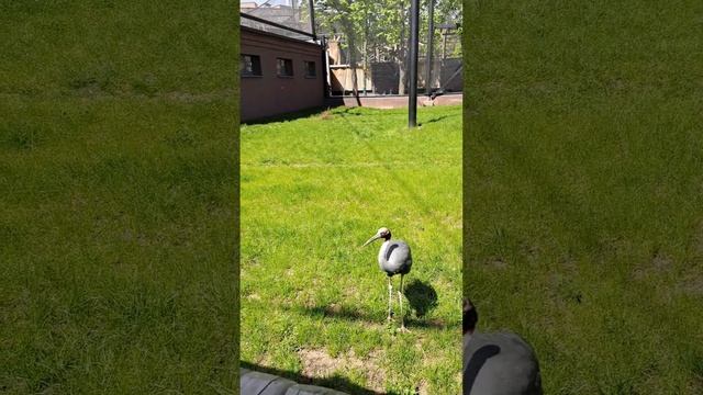 ?Аисты?Журавель?Птица Счастья ?Аист марабу?#зоопарк #птицы #счастье #аисты #журавлі #юг #птицы смотреть онлайн