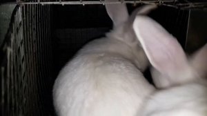 Как развести самку l КРОЛИКИ l Хиколь l Белый Паннон l New Zealand Rabbits