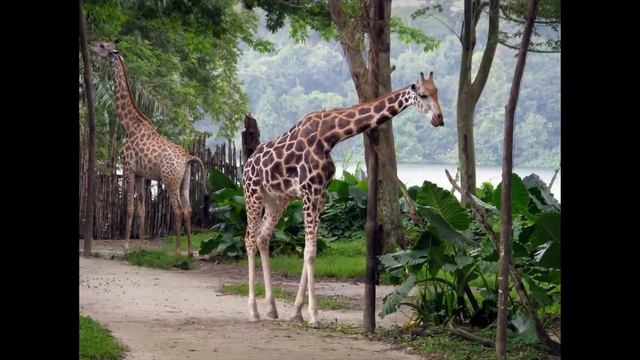 The most wonder and attractive zoo in Singapoe - visit Singapore - Singapore - Zoo - Tour смотреть онлайн