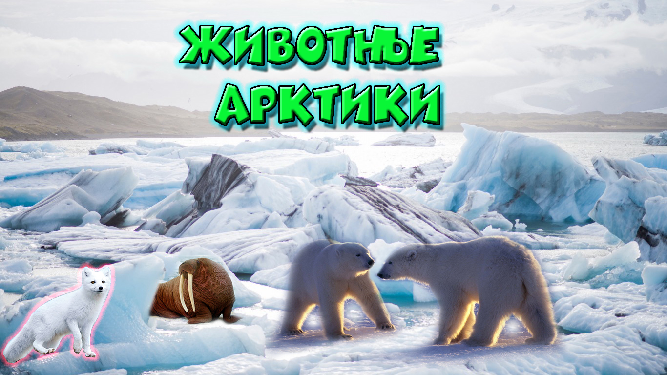 Животные Арктики смотреть онлайн