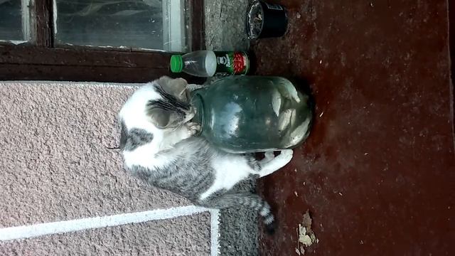 Кот пошел на рыбалку .mp4 смотреть онлайн