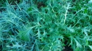 Листовая японская капуста Изумрудный узор. Начало июня урожай листовой капусты.