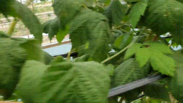 Ремонтантная малина Жозефина. Идеальная форма и вкус! смотреть онлайн