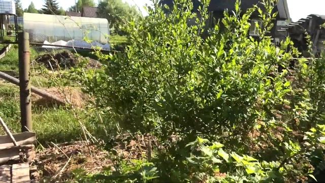 22-29 05 2023г обзор растений,применение черёмухи Дача под Архангельском смотреть онлайн