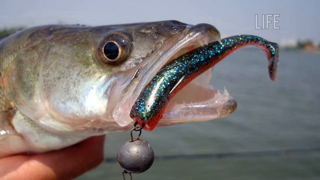 10 ошибок которые нельзя допускать при джиговой ловле на клыкастого хищника! смотреть онлайн