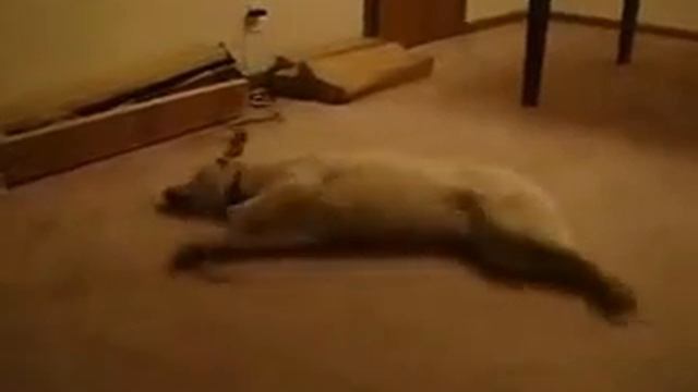 Обкуренная собака))))) ничего смешного чем это не видел смотреть онлайн