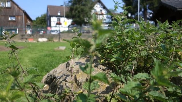 Sony RX 100 Testvideo смотреть онлайн