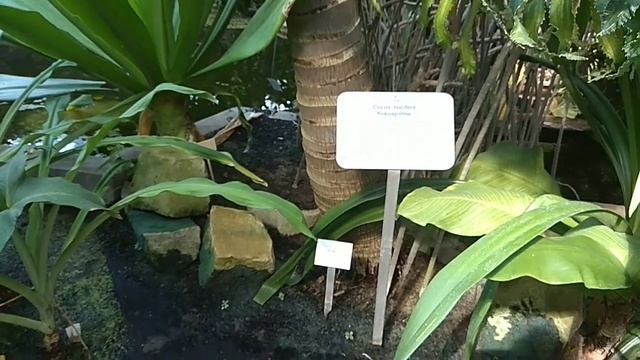 Гамбургский Ботанический Сад смотреть онлайн