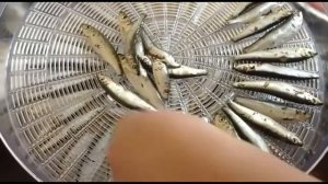 Вяленая килька в дегидраторе