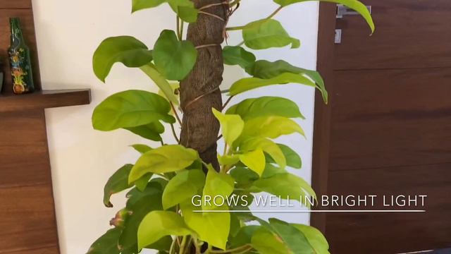 Philodendron lemon lime care - Marathi смотреть онлайн