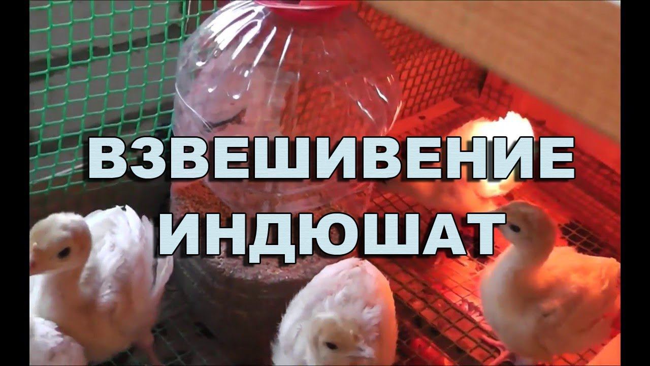 КАК ЖИВУТ НАШИ ПТИЧКИ В ДРУГИХ ХОЗЯЙСТВАХ смотреть онлайн