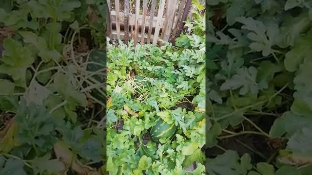 Дача на Урале! смотреть онлайн