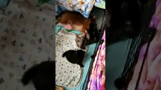 щенки померанского/цверг шпица смотреть онлайн