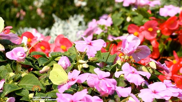 Как вырастить низкую, коренастую и здоровую рассаду овощей и цветов!!! смотреть онлайн