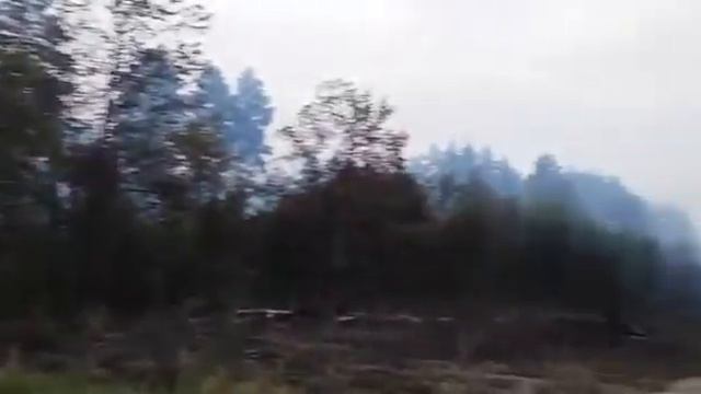 Пожар в Воронежском заповеднике смотреть онлайн