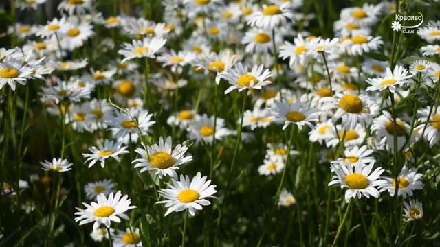 Шикарная музыка! ?Это лучшая музыка для души! Очень красиво! смотреть онлайн