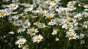 Шикарная музыка! ?Это лучшая музыка для души! Очень красиво!