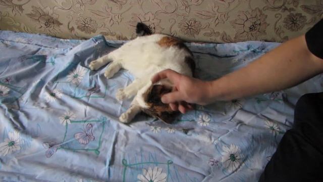 Утренняя зарядка для кошки.;) смотреть онлайн
