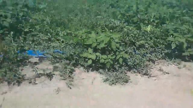 История одного арбуза смотреть онлайн