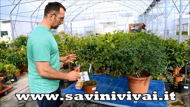 Scopri La Pianta Del  Finger Lime Con I Frutti Presso Savini Vivai Cotignola