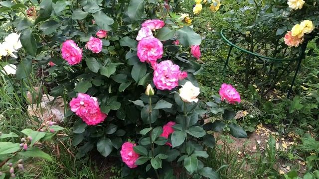 Эффектная и обильноцветущая роза для переднего плана Си Фоум.?Розы Версайни и Эмильен Гийо. смотреть онлайн