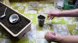 Посадка тигрового ореха.  Выращиваем Чуфу.