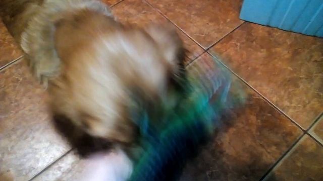 Учим щенка спаниеля команде "Подай",носить палку.Как научить собаку апортировке смотреть онлайн