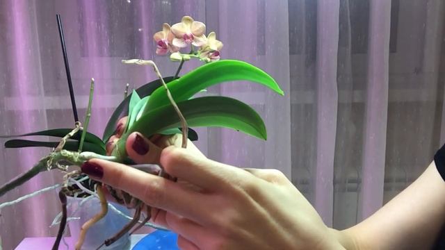 ИЗБАВЛЯЮСЬ ОТ ГРИБКА у орхидеи БЕЗ ПРЕПАРАТОВ!!! смотреть онлайн