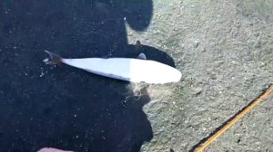 Рыбалка в Турции с берега. Рыбалка на пляже Утопия. Турция Аланья в ноябре.