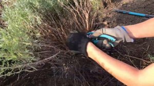 Как омолодить лаванду. Советы по выращиванию лаванды.