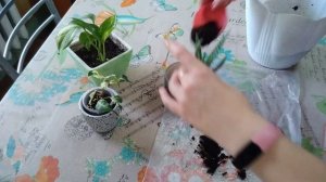 Алоэ "Хумилис" приземистый?✔️ Простая пересадка не простого алоэ??