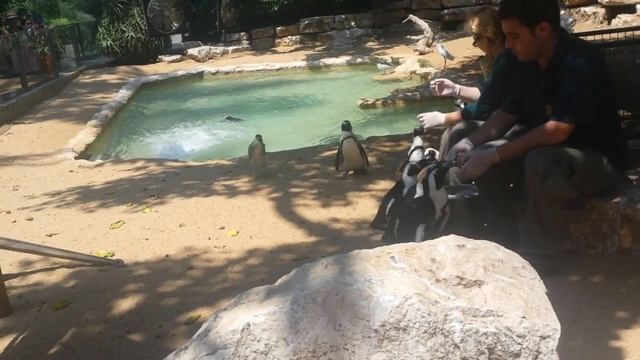 Зоопарк Сафари в Израиле. Пингвины едят только с рук смотреть онлайн