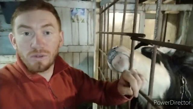 НЕ ОТДАЛ БЫКА ПЕРЕКУПЩИКАМ. ОСЕМЕНЕНИЕ 2500₽ ЗА КОРОВУ. Купил УХЕЙИЛЮЙ и ЛИВАНСКОГО СИТЦЕВОГО смотреть онлайн