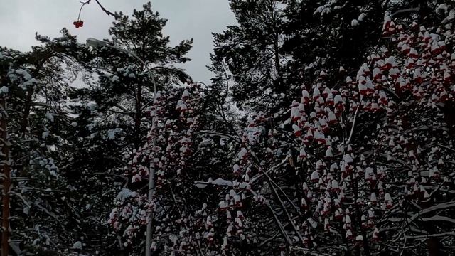 Рудничный бор зимой г Кемерово смотреть онлайн