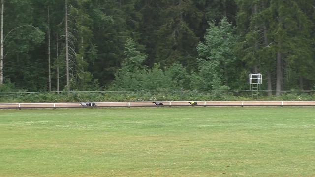 Nutrolin OAKS Greyhound 480m 10.7.2021 смотреть онлайн