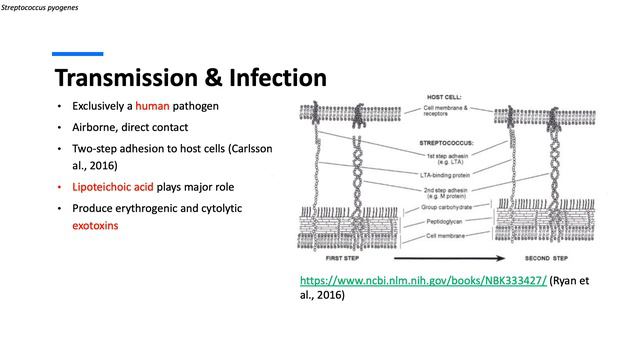 Streptococcus pyogenes смотреть онлайн