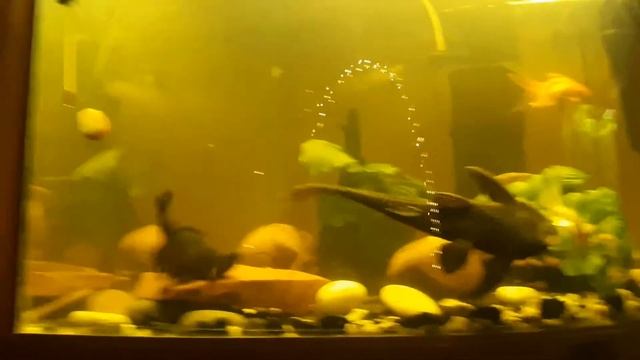 Сом чистит аквариум смотреть онлайн