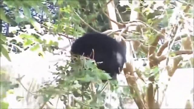 Медведи лазают по деревьям! -) смотреть онлайн
