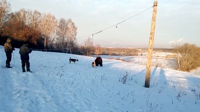 Притравка лаек по медведю
