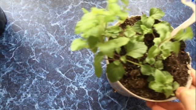 И снова цветы, ну как без них?!!! смотреть онлайн